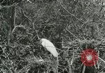 Image of wild birds United States USA, 1921, second 7 stock footage video 65675021529