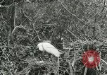 Image of wild birds United States USA, 1921, second 8 stock footage video 65675021529