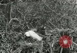 Image of wild birds United States USA, 1921, second 9 stock footage video 65675021529