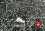 Image of wild birds United States USA, 1921, second 10 stock footage video 65675021529