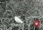 Image of wild birds United States USA, 1921, second 11 stock footage video 65675021529