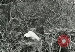 Image of wild birds United States USA, 1921, second 12 stock footage video 65675021529