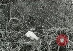 Image of wild birds United States USA, 1921, second 13 stock footage video 65675021529
