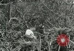 Image of wild birds United States USA, 1921, second 14 stock footage video 65675021529