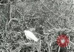 Image of wild birds United States USA, 1921, second 15 stock footage video 65675021529