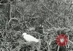 Image of wild birds United States USA, 1921, second 16 stock footage video 65675021529