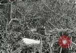 Image of wild birds United States USA, 1921, second 17 stock footage video 65675021529