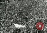 Image of wild birds United States USA, 1921, second 18 stock footage video 65675021529