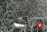 Image of wild birds United States USA, 1921, second 19 stock footage video 65675021529