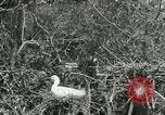 Image of wild birds United States USA, 1921, second 20 stock footage video 65675021529