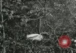 Image of wild birds United States USA, 1921, second 21 stock footage video 65675021529