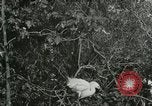 Image of wild birds United States USA, 1921, second 22 stock footage video 65675021529