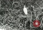 Image of wild birds United States USA, 1921, second 29 stock footage video 65675021529