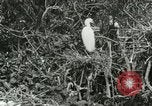 Image of wild birds United States USA, 1921, second 30 stock footage video 65675021529