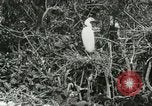 Image of wild birds United States USA, 1921, second 31 stock footage video 65675021529