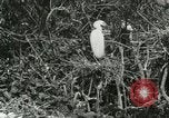Image of wild birds United States USA, 1921, second 32 stock footage video 65675021529