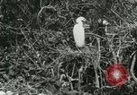 Image of wild birds United States USA, 1921, second 33 stock footage video 65675021529