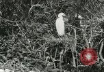 Image of wild birds United States USA, 1921, second 34 stock footage video 65675021529