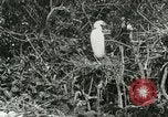 Image of wild birds United States USA, 1921, second 35 stock footage video 65675021529