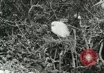 Image of wild birds United States USA, 1921, second 36 stock footage video 65675021529