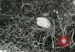 Image of wild birds United States USA, 1921, second 37 stock footage video 65675021529