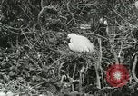 Image of wild birds United States USA, 1921, second 38 stock footage video 65675021529