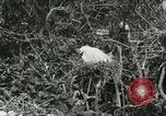 Image of wild birds United States USA, 1921, second 39 stock footage video 65675021529