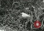 Image of wild birds United States USA, 1921, second 40 stock footage video 65675021529
