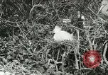 Image of wild birds United States USA, 1921, second 41 stock footage video 65675021529