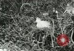 Image of wild birds United States USA, 1921, second 42 stock footage video 65675021529