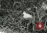 Image of wild birds United States USA, 1921, second 43 stock footage video 65675021529