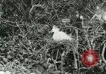 Image of wild birds United States USA, 1921, second 44 stock footage video 65675021529