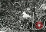 Image of wild birds United States USA, 1921, second 45 stock footage video 65675021529