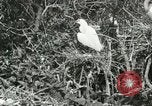 Image of wild birds United States USA, 1921, second 46 stock footage video 65675021529