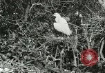 Image of wild birds United States USA, 1921, second 47 stock footage video 65675021529