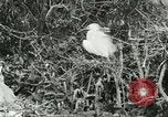 Image of wild birds United States USA, 1921, second 50 stock footage video 65675021529