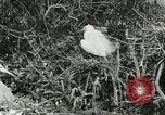Image of wild birds United States USA, 1921, second 51 stock footage video 65675021529