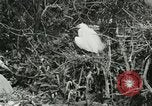Image of wild birds United States USA, 1921, second 53 stock footage video 65675021529
