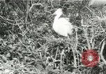Image of wild birds United States USA, 1921, second 55 stock footage video 65675021529
