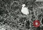 Image of wild birds United States USA, 1921, second 56 stock footage video 65675021529