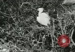 Image of wild birds United States USA, 1921, second 57 stock footage video 65675021529