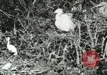 Image of wild birds United States USA, 1921, second 59 stock footage video 65675021529