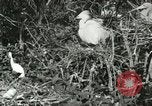 Image of wild birds United States USA, 1921, second 60 stock footage video 65675021529