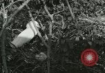 Image of wild birds United States USA, 1921, second 61 stock footage video 65675021529