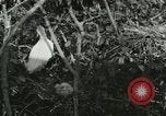 Image of wild birds United States USA, 1921, second 62 stock footage video 65675021529