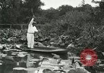 Image of wild birds United States USA, 1921, second 3 stock footage video 65675021530