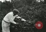 Image of wild birds United States USA, 1921, second 18 stock footage video 65675021530