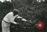 Image of wild birds United States USA, 1921, second 20 stock footage video 65675021530