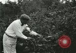 Image of wild birds United States USA, 1921, second 21 stock footage video 65675021530
