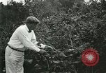 Image of wild birds United States USA, 1921, second 22 stock footage video 65675021530
